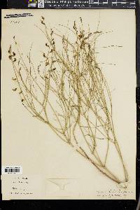 Astragalus junceus image