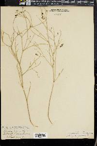 Astragalus junceus image