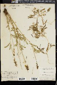 Astragalus leptocarpus image