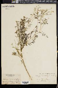 Astragalus multiflorus image