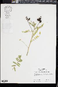 Astragalus neglectus image