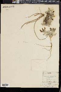 Astragalus newberryi image