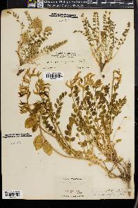 Astragalus oophorus image