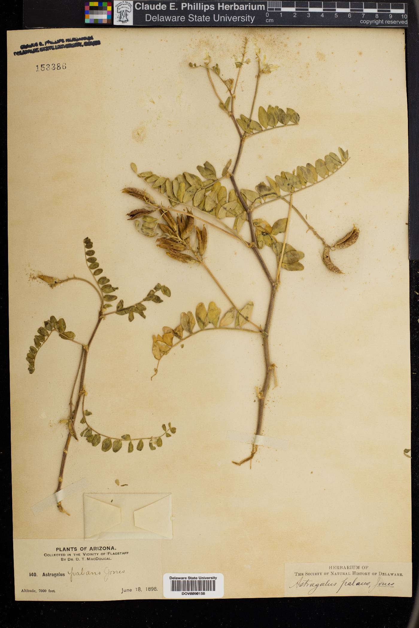 Astragalus palans image