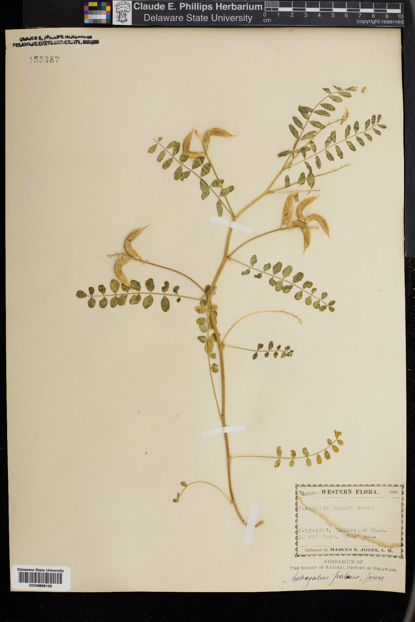 Astragalus palans image