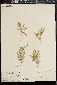 Astragalus pubentissimus image