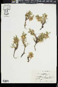 Astragalus sempervirens image