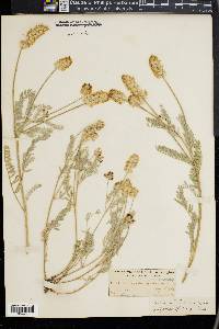 Astragalus spaldingii image