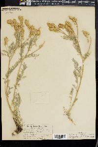 Astragalus spaldingii image