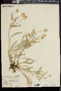 Astragalus spaldingii image