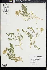 Astragalus villosus image