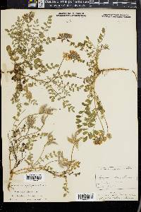 Astragalus villosus image