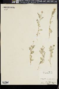 Astragalus wrightii image