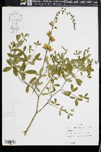 Baptisia alba image