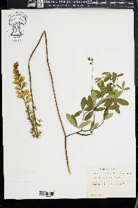 Baptisia alba image