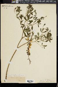 Baptisia alba image