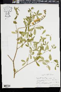 Baptisia albescens image