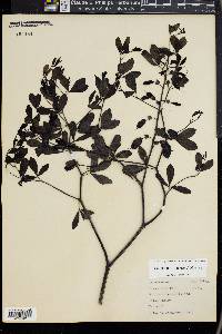 Baptisia alba image