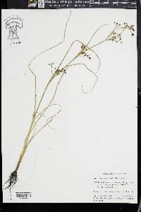 Rhynchospora scirpoides image