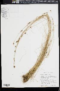 Rhynchospora filifolia image