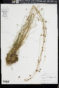 Rhynchospora filifolia image