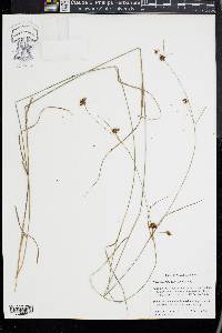 Rhynchospora gracilenta image