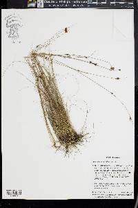 Rhynchospora filifolia image