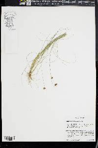 Rhynchospora filifolia image