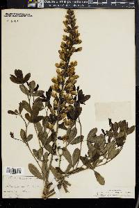 Baptisia alba image