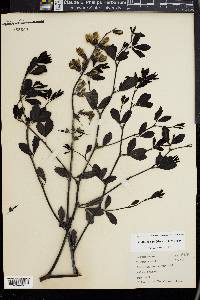 Baptisia alba var. macrophylla image