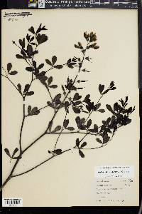 Baptisia alba var. macrophylla image