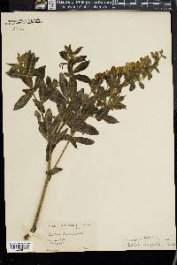 Baptisia bracteata image