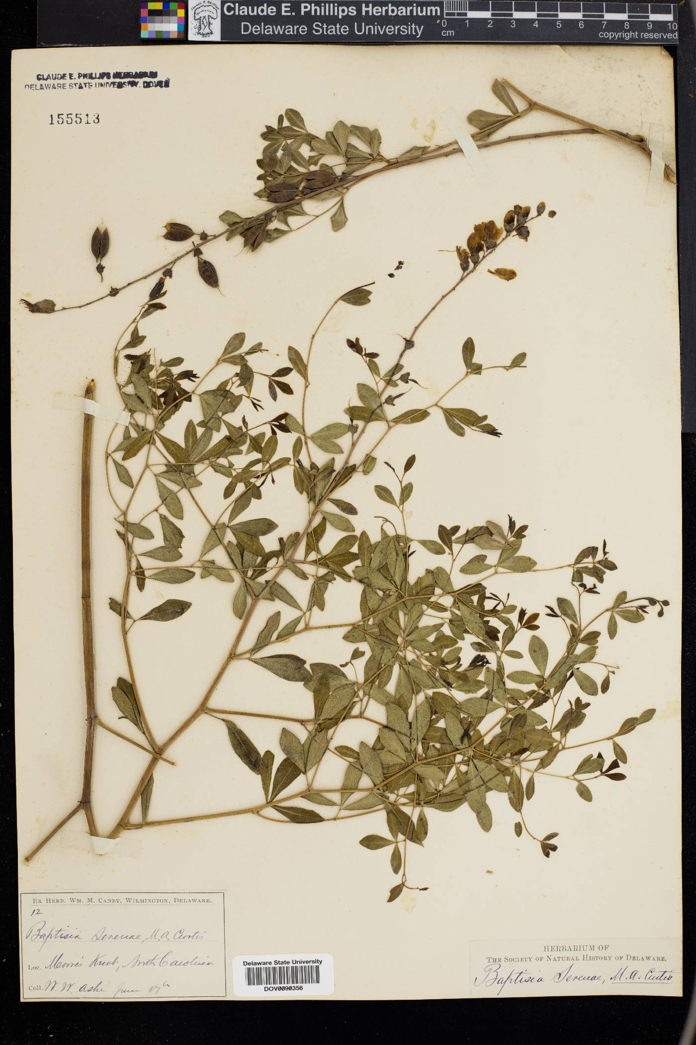 Baptisia serenae image