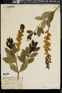 Baptisia sphaerocarpa image