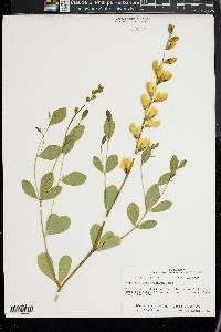 Baptisia sphaerocarpa image