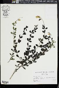 Baptisia tinctoria image