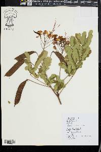 Caesalpinia pulcherrima image