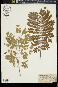 Caesalpinia pulcherrima image