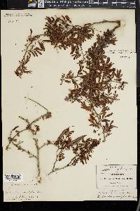 Calliandra eriophylla image