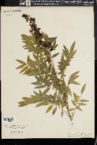 Cassia ligustrina image