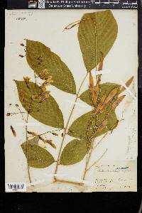 Cladrastis kentukea image