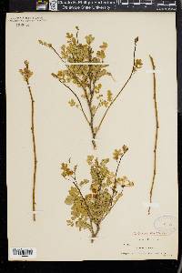 Hippocrepis emerus image