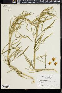 Crotalaria intermedia image