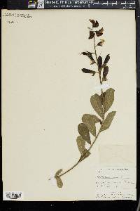 Crotalaria retusa image