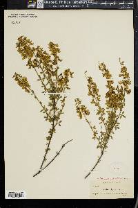 Cytisus nigricans image