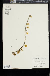 Cytisus scoparius image