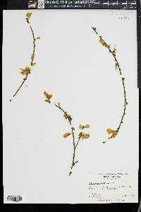 Cytisus scoparius image