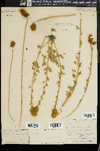 Dalea aurea image