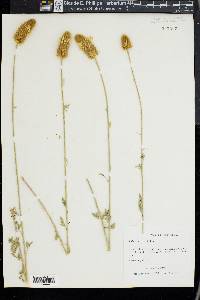 Dalea aurea image