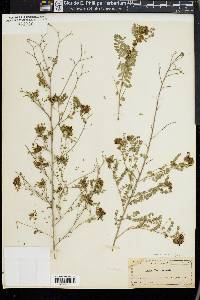 Dalea domingensis image